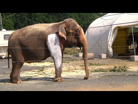 After accident at the premiere: Circus Krone continues program with elephants