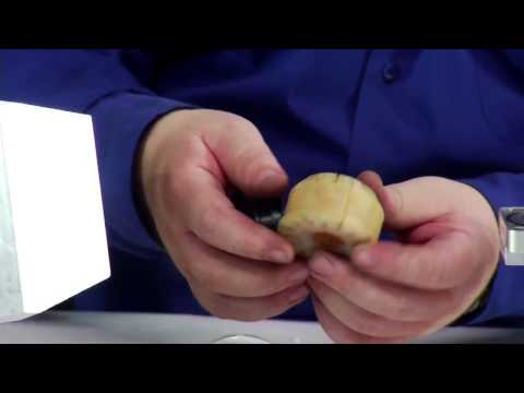 Pneumatic Stunner | PBS-1 Halal or Penetrating.