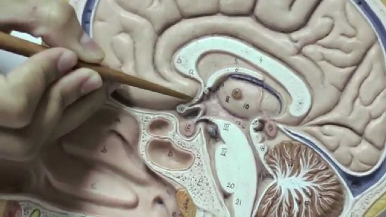 Hipotálamo, Hipófise e Pineal - Sistema Endócrino