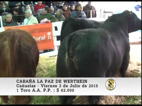 03-07-15 Venta de Toros P.P. - Cabaña La Paz de Werthein - Cañuelas