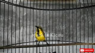 Download lagu CUKUP 1 MENIT!! SOGON BAHAN MANAPUN PASTI LANGSUNG RESPON DAN IKUT BUNYI mp3 Download lagu CUKUP 1 MENIT!! SOGON BAHAN MANAPUN PASTI LANGSUNG RESPON DAN IKUT BUNYI mp3