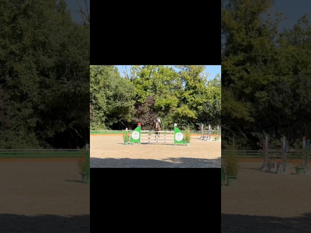 Cavalla PFS Pony Francese da Sella In vendita 2014 Baio