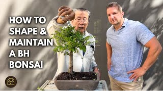 Learning Bonsai Together: Teaching My Friend How to Work on a Chinese Elm Bonsai