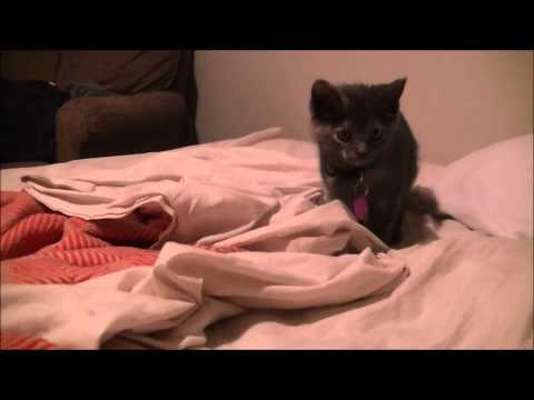 Baby Kitten Goes Absolutely CRAZY!