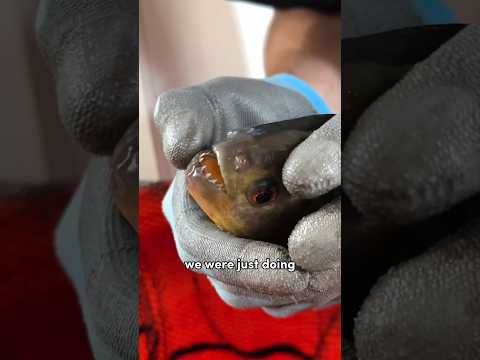 As piranhas são REALMENTE mortais...??? #piranha #hotdog