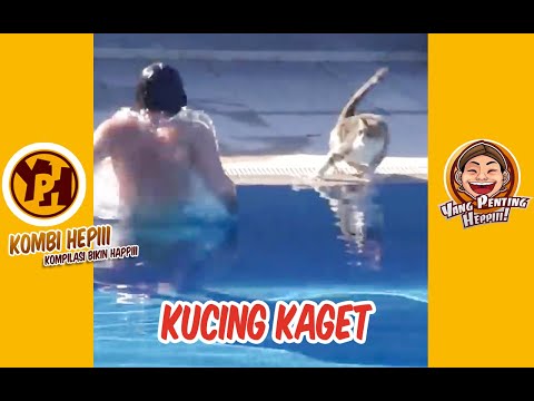 kombi-heppiii-kucing-kaget