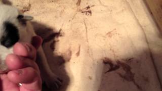 Australian Cattle Dogs : HallsHeelers Puppy Update #04 - 6th May 2013