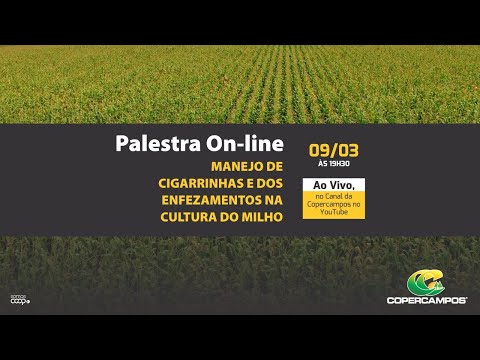 MANEJO DE CIGARRINHAS E DOS ENFEZAMENTOS NA CULTURA DO MILHO