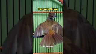 Download lagu Tergoda suara cucak jenggot betina langsung bukor ‼️ #cucakjenggotbeset mp3