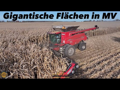 Gigantische Flächen in MV XXL Körnermais Ernte Mais Dreschen mit 12m Maispflücker Mais Dreschen
