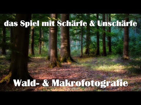 Wald - & Makrofotografie | das Spiel mit Schärfe und Unschärfe