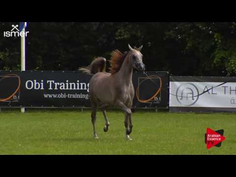 N.131 AL ARYAM BARAKAT - Ströhen 2017 Int B-Show - Yearling Colts (Class F)