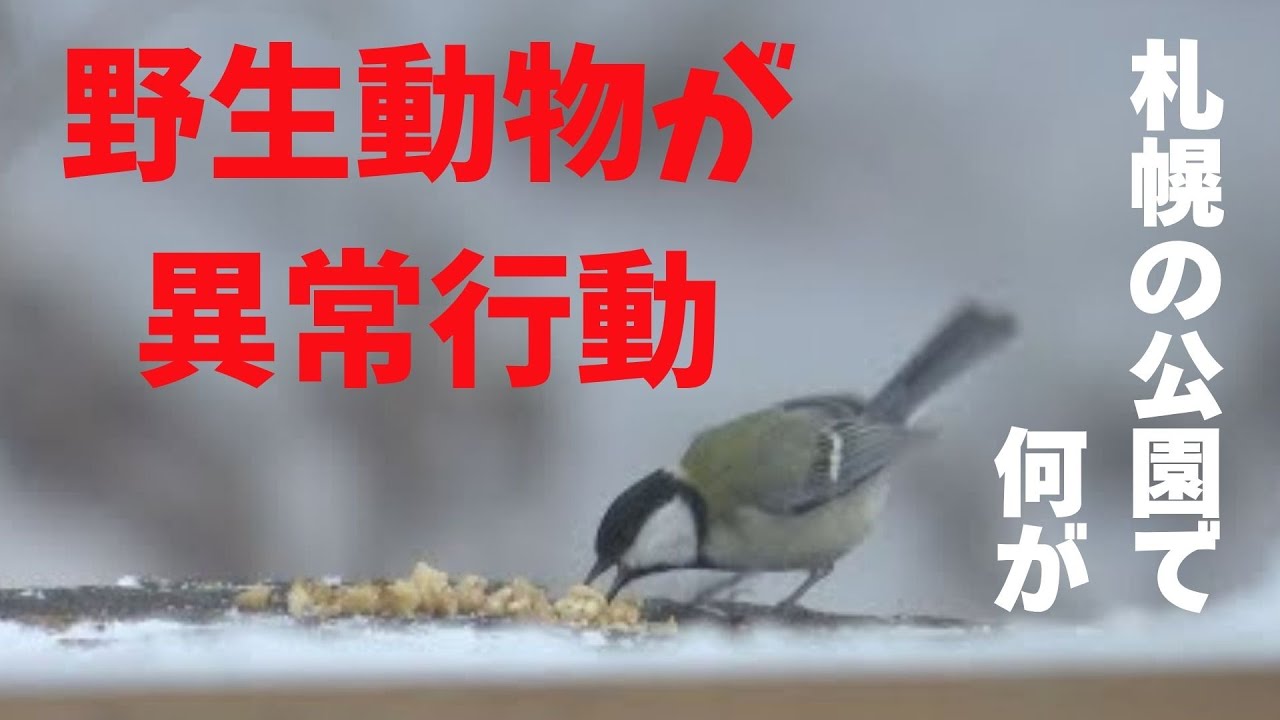 札幌の公園で野生動物が異常行動...原因は大量のエサやりか