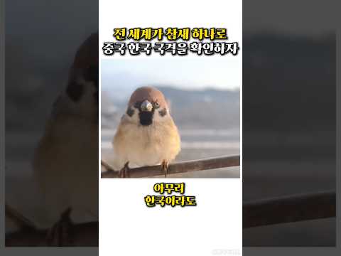 참새 하나로 중국과 한국의 국격 차이를 확인한 전 세계 외국인들의 충격적인 반응