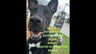 Video preview image #1 Collie-Unknown Mix Puppy For Sale in Decatur, GA, USA