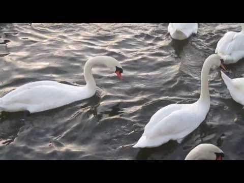 Feeding Time, Ducks and Swans in Norwich