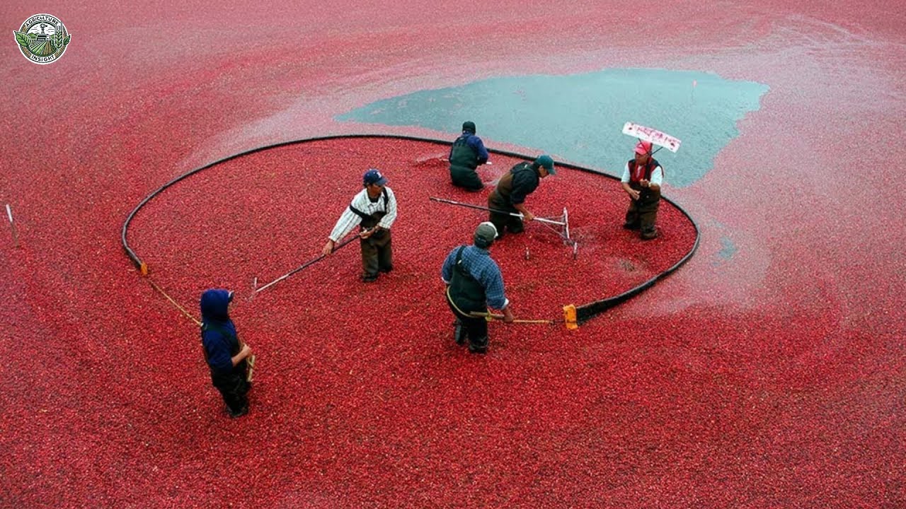 How American Farmers Harvest 824 Million Pounds Of Cranberries | Agriculture Technology