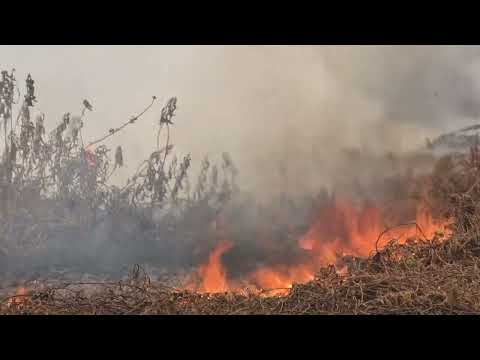 Registro de queimadas no pantanal é tema de debate na Comissão de Meio Ambiente