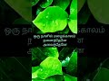 Na Na Na Na Nanaivadhu Yen Adi Tamil Song Lyrics Vivek Mervin Album Shorts Whatsappstatus