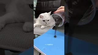 Cat Shocked by Magnet 😍