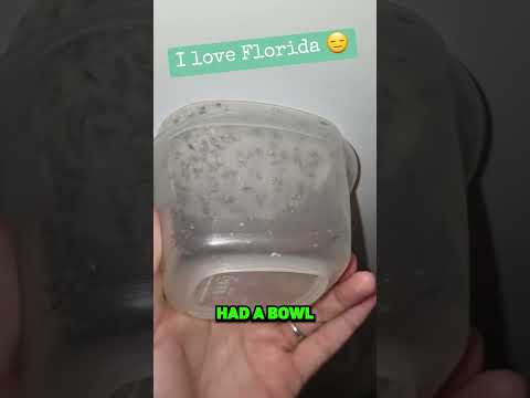 Never Touch Wolf Spiders