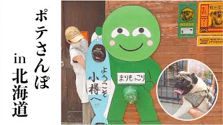 【ポテさんぽ】パグのポテチが小樽を散歩したらこうなった