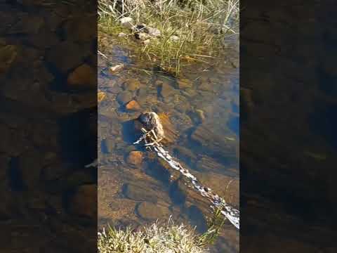 ARROYO SAUCE AIGUA MALDONADO URUGUAY #agua#Aigua#Sauce#