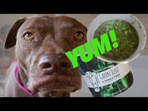 Green Juice FOR DOGS?! Taste Test!!
