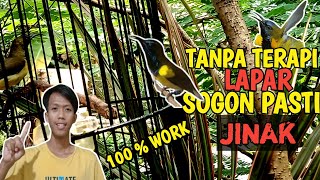 Download lagu Tanpa Terapi LAPAR sogon bisa JINAK ini CARANYA! mp3