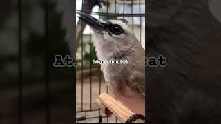 Download lagu suka loncat nih burung #suaratrucuk #burungtrucuk #birdaongs #animals #birds #kicaumania #ropel mp3