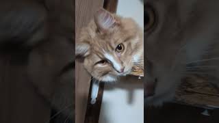 ノムちゃん❤ #可愛い猫 #猫