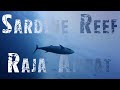 Sardine Reef - Raja Ampat, West Papua -  Indonesia
