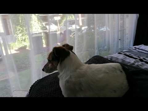 ENGLISH GRAAD 10: 25 Mei 2020 - periode 2 (25102)