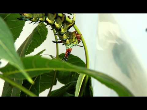 Citheronia regalis Part 2 Final Instar