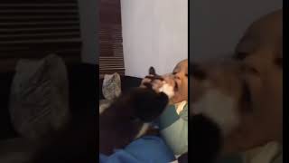 faze tari bebe vs pisica