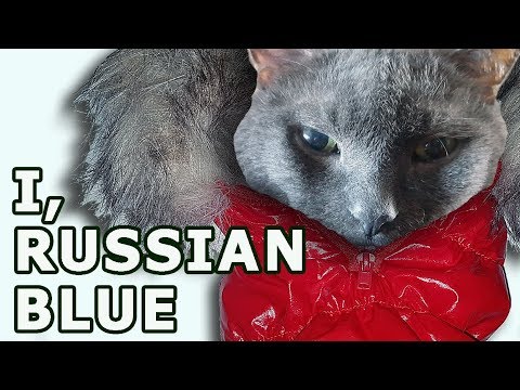 Russian Blue Breed Origin: Myths Dissolved. History of Russian Blue Cat Breed.