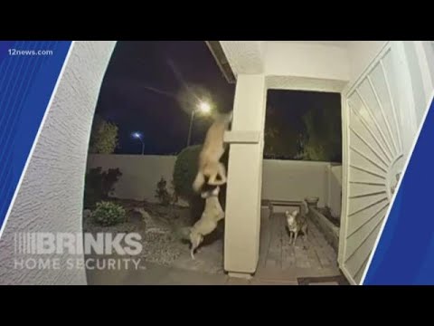 Video shows pack of coyotes snatching a cat in Surprise