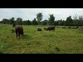 Cows Grazing And Pooping In The Field