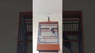 Download lagu White Headed Bulbul import Vietnam 081776558733 mp3
