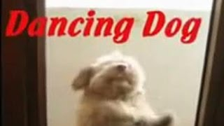 Watch the Greatest Dancing Dogs in Youtube! I can't believe these dogs got talent!