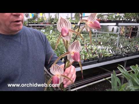 OrchidWeb - Paphiopedilum Lady Isabel
