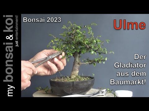 Bonsai 2023-9 - Ulme - Ulmus - der Gladiator aus dem Baumarkt