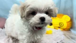 マルチーズの動画01