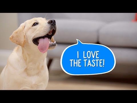 Purina Dog Chow Dog Food | Chewy