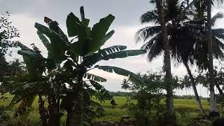  Agricultural Land for Sale in Mannargudi, Thiruvarur