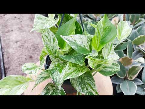 Hanging Epipremnum Marble Queen | Live from the Nursery Series