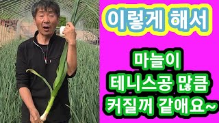 이렇게 했더니 마늘이 테니스공 많큼 커질거 같아요~마늘재배방법,키우기,농사,농부,주말농사,텃밭