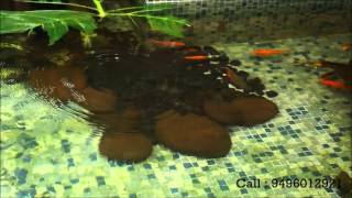 Fish Pond Kerala - AB Tech Water Solutions