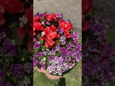 地中海の庭園デザイン – 植物と花のアイデア  庭園