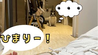 『激闘』呼びたい彼女 VS 行きたくないワンコ の壮絶な戦い